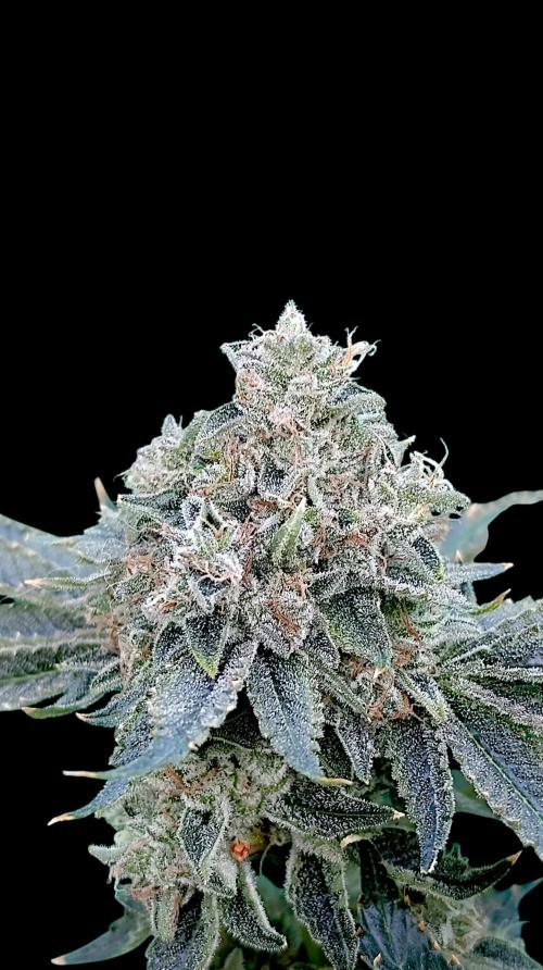 GokuZ OG Test & Marshydro. Week 16