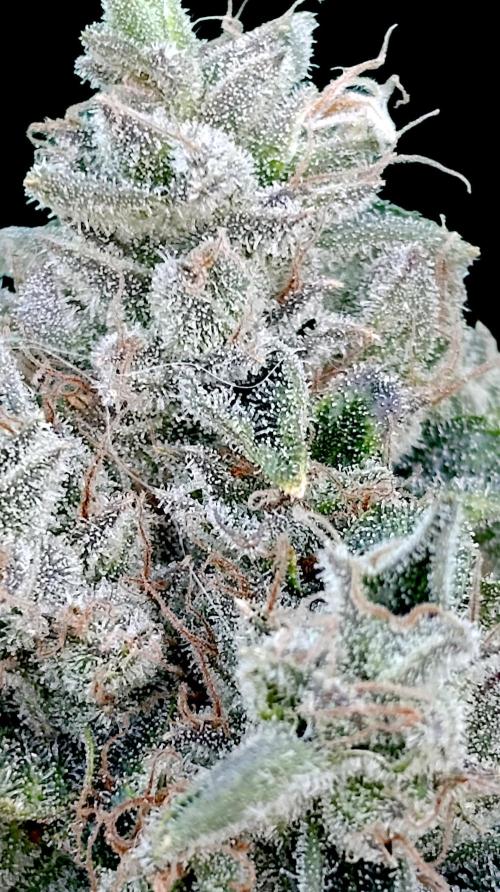 GokuZ OG Test & Marshydro. Week 16