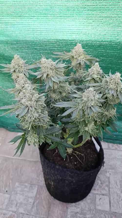 GokuZ OG Test & Marshydro