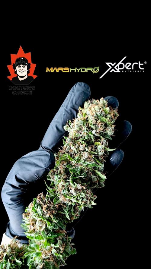 Cali Crasher Marshydro. Week 17