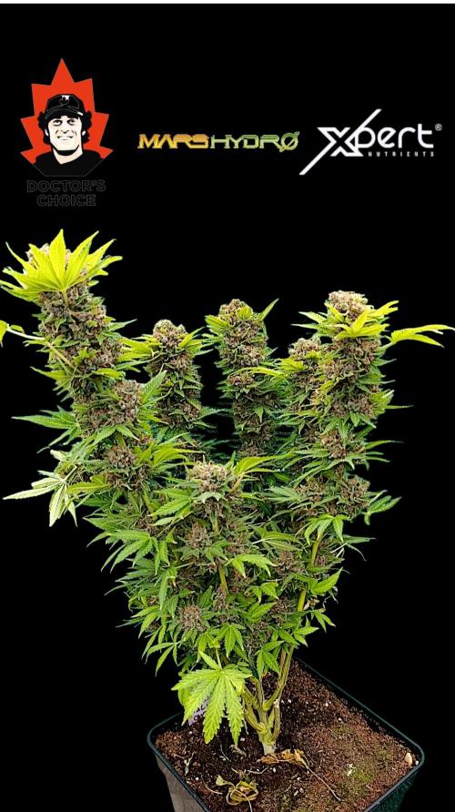 Cali Crasher Marshydro. Week 17