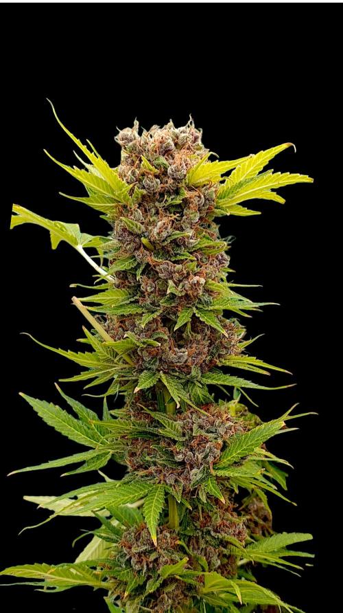 Cali Crasher Marshydro. Week 17