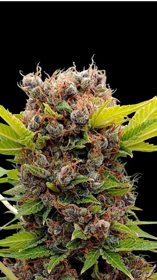 Cali Crasher Marshydro. Week 17