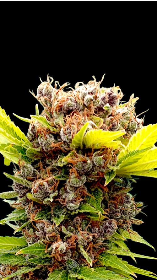 Cali Crasher Marshydro. Week 17
