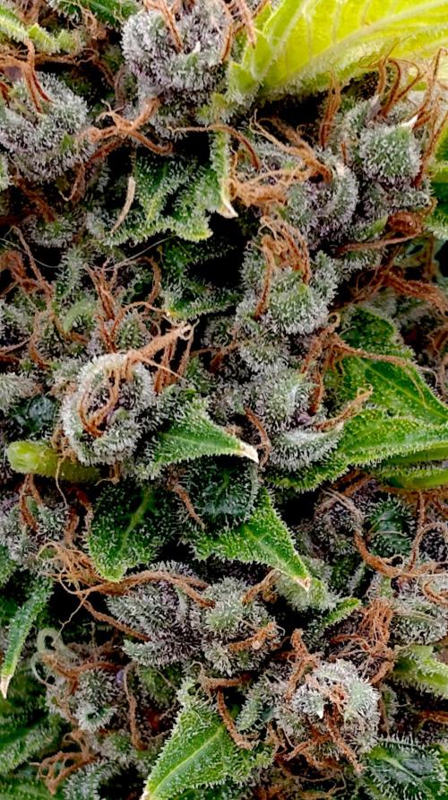 Cali Crasher Marshydro. Week 17