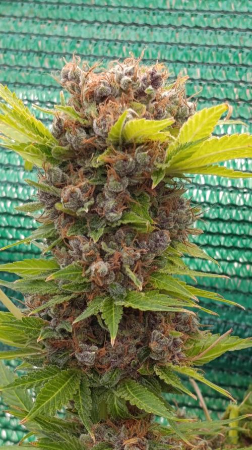 Cali Crasher Marshydro. Week 17
