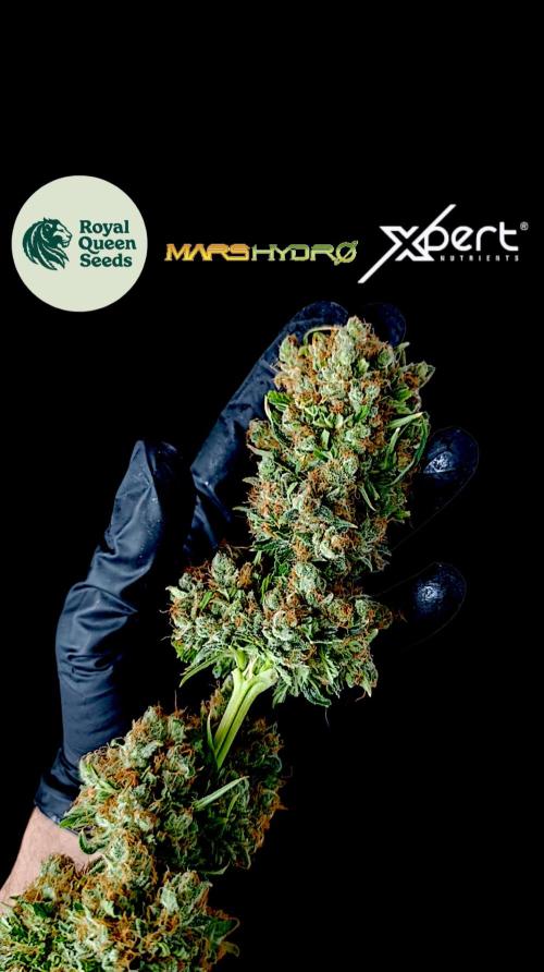 Sundae Driver Marshydro. Week 16