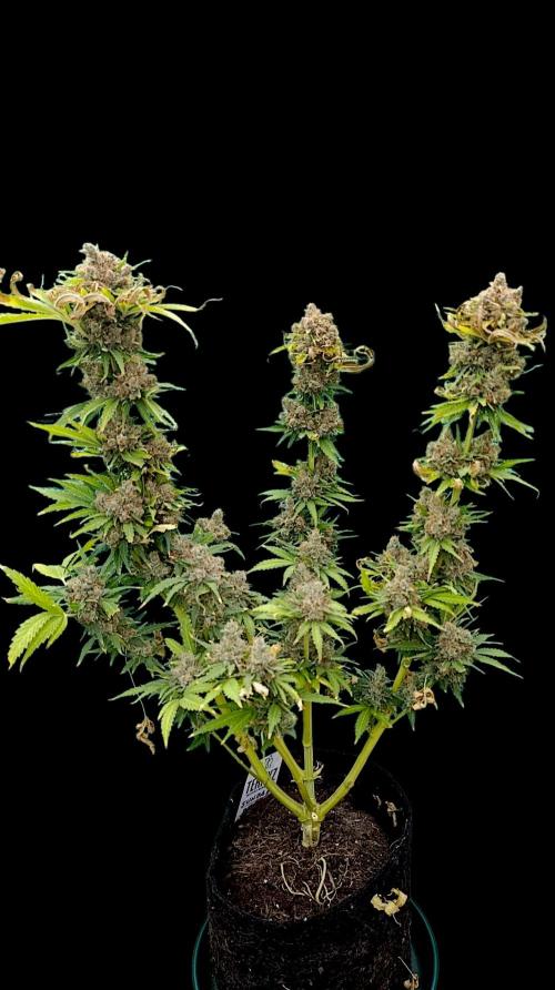 Sundae Driver Marshydro. Week 16