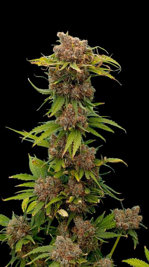 Sundae Driver Marshydro. Week 16