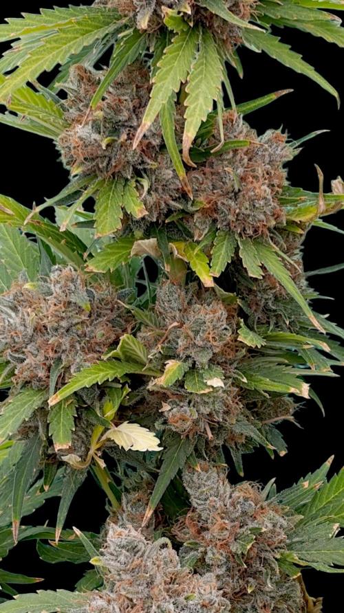 Sundae Driver Marshydro. Week 16