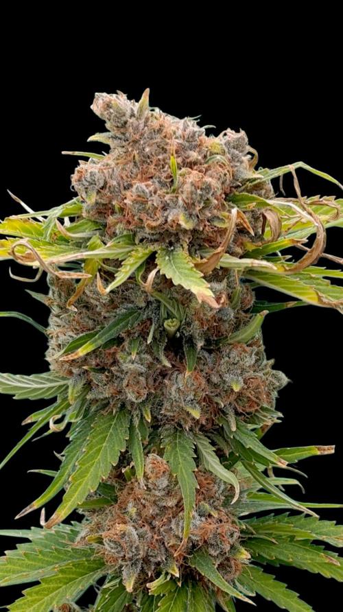 Sundae Driver Marshydro. Week 16
