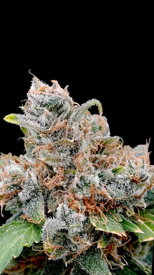 Sundae Driver Marshydro. Week 16