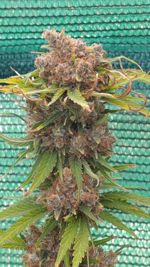 Sundae Driver Marshydro. Week 16