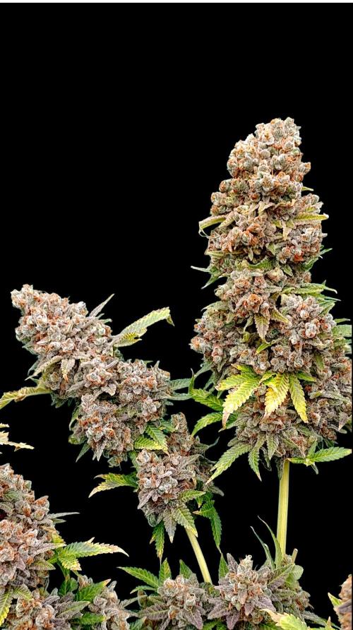 Red Banana Pudding II Marshydro. Week 17