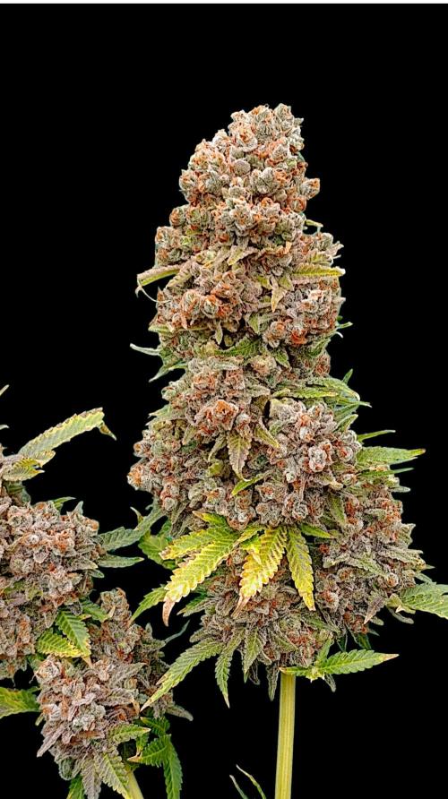 Red Banana Pudding II Marshydro. Week 17