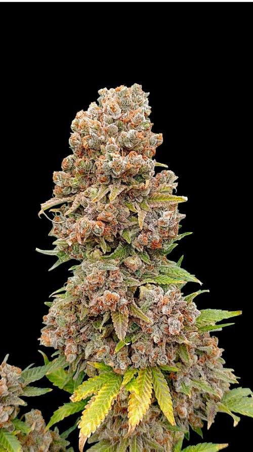 Red Banana Pudding II Marshydro. Week 17