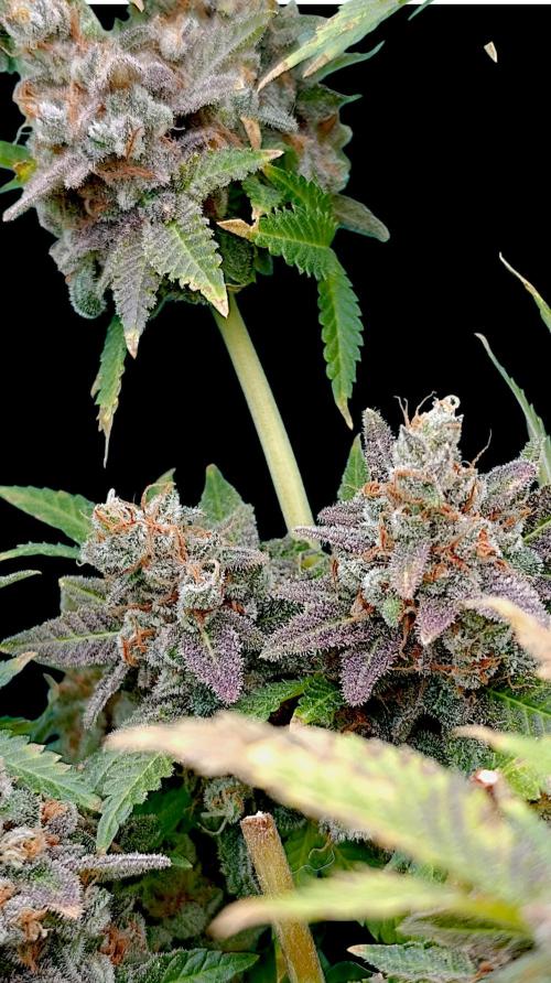 Red Banana Pudding II Marshydro. Week 17