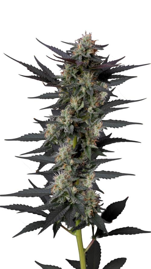 Gello Z & Xpertnutrients. Week 0