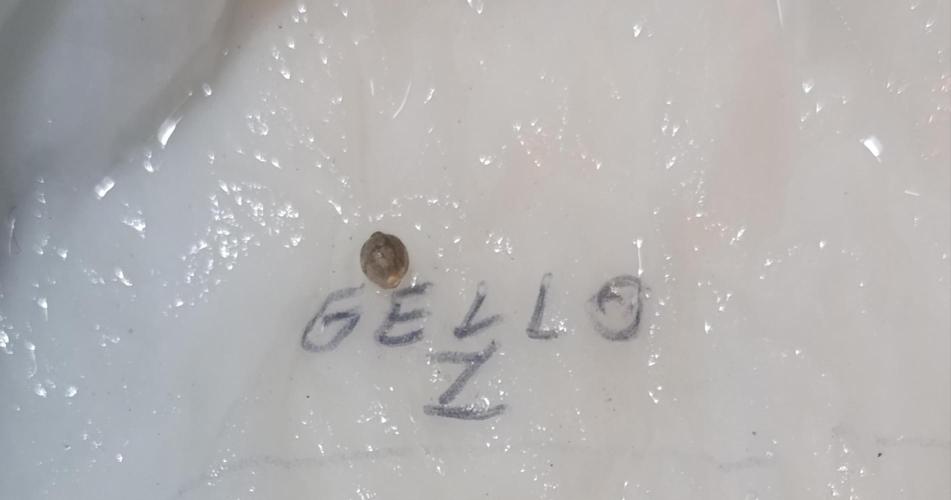 Gello Z & Xpertnutrients. Week 0