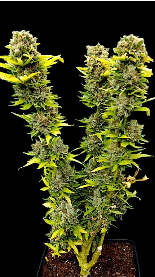 Grape Ape Marshydro. Week 17