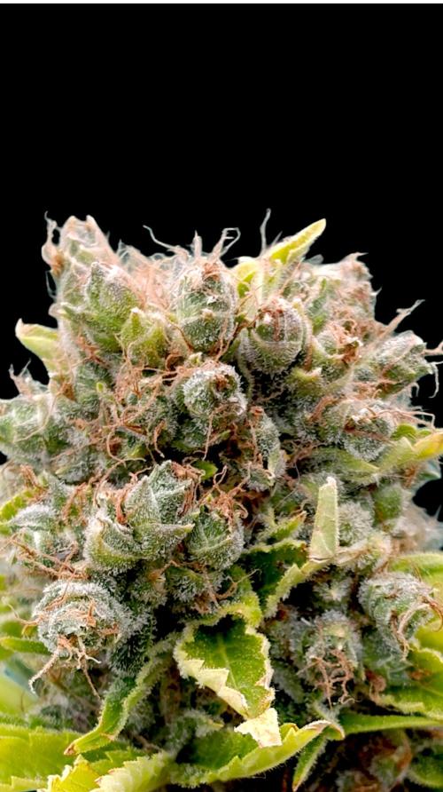Grape Ape Marshydro. Week 17