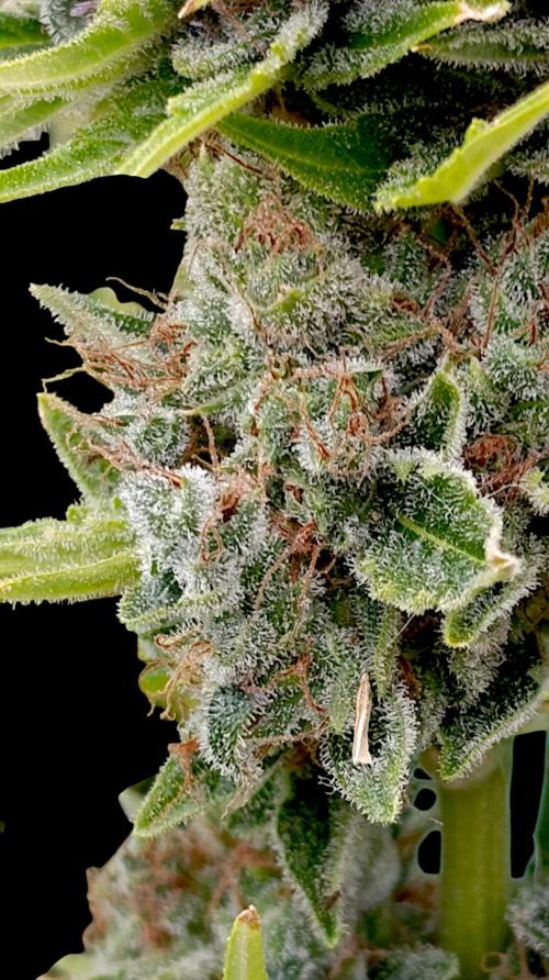 Grape Ape Marshydro. Week 17