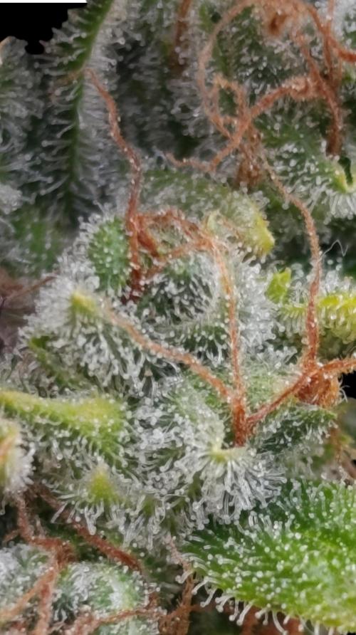 Grape Ape Marshydro. Week 17