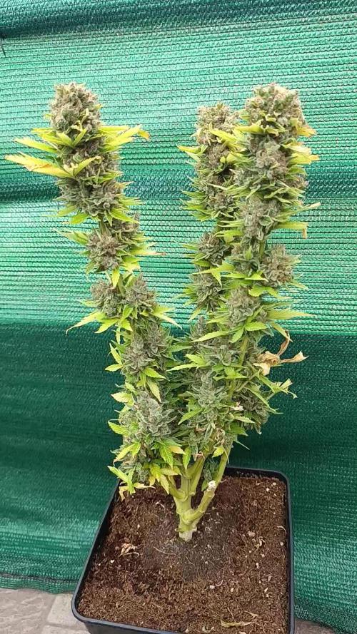 Grape Ape Marshydro