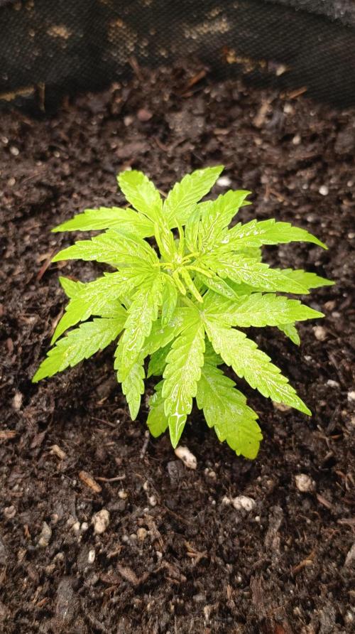Milky Way F1 Auto. Week 5