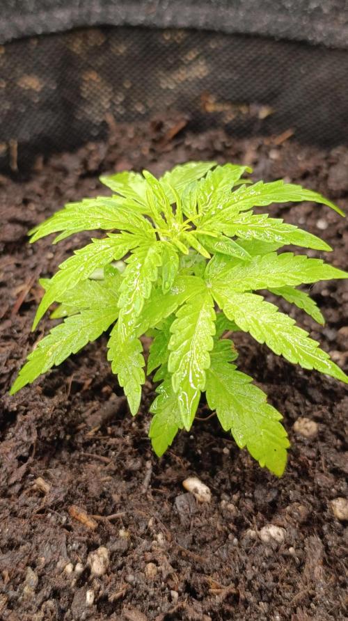 Milky Way F1 Auto. Week 5