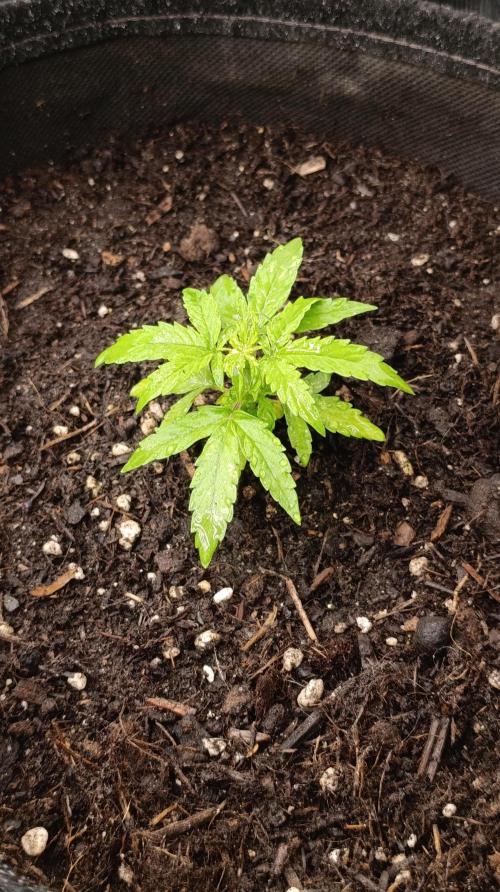 Milky Way F1 Auto. Week 5