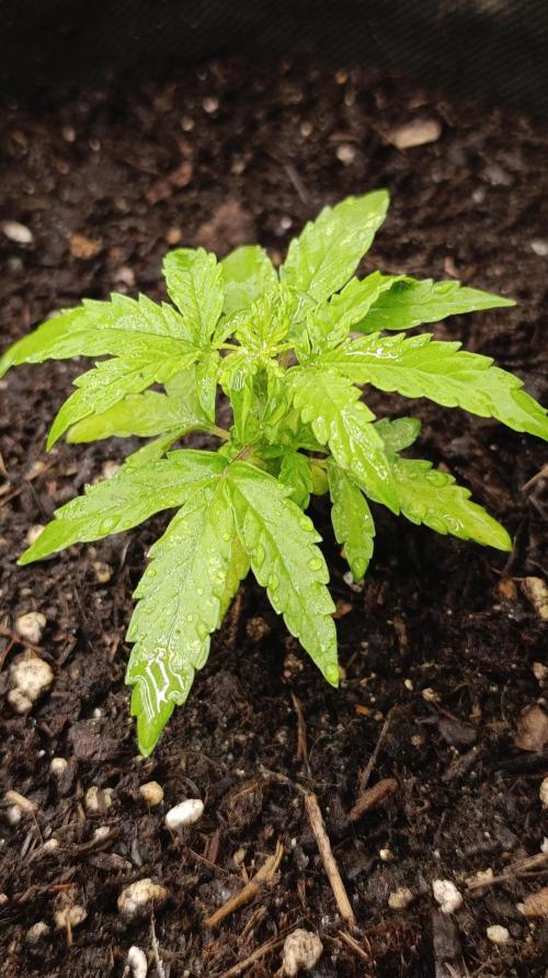 Milky Way F1 Auto. Week 5