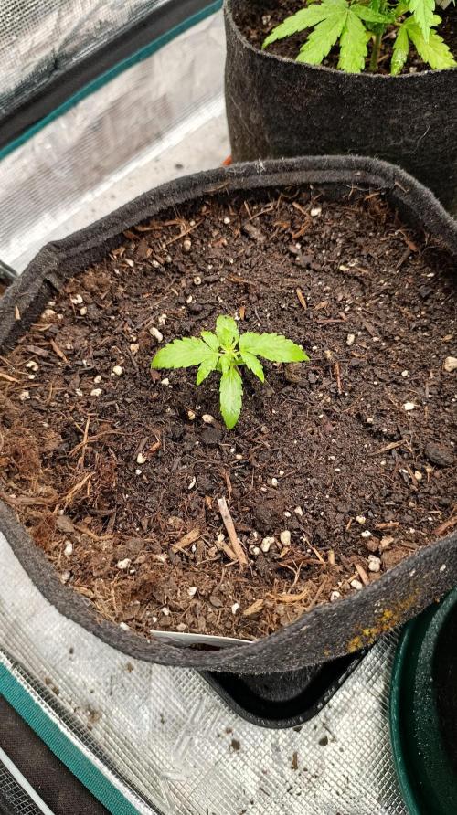 Milky Way F1 Auto. Week 5