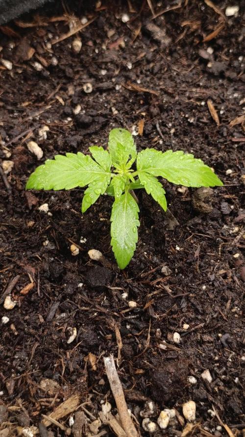 Milky Way F1 Auto. Week 5