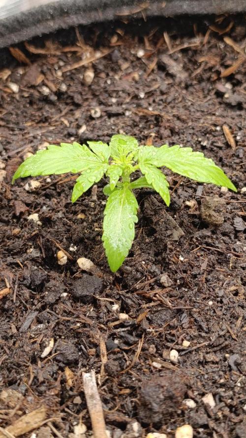 Milky Way F1 Auto. Week 5