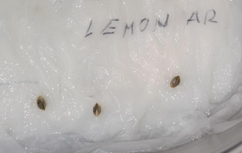 Lemon Parmesan. Week 0
