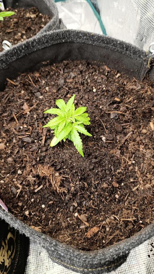 Gaia F1 Auto. Week 5
