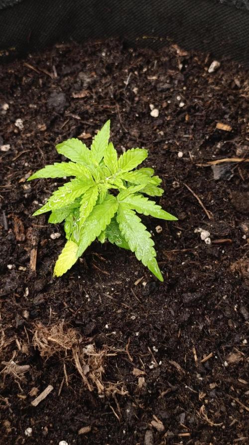 Gaia F1 Auto. Week 5