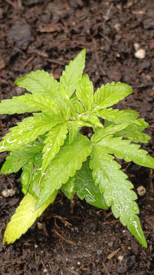 Gaia F1 Auto. Week 5
