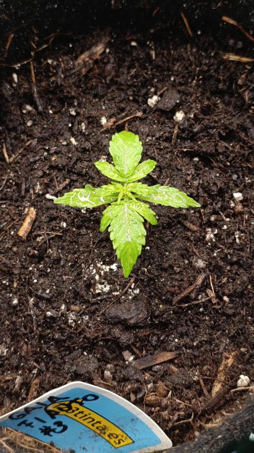 Gaia F1 Auto. Week 5