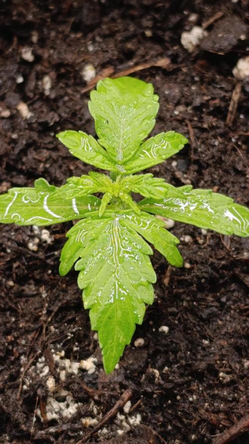 Gaia F1 Auto. Week 5