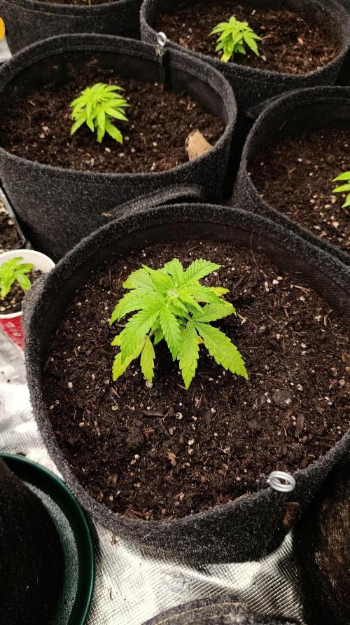 Permanent Marker XXL Auto. Week 4