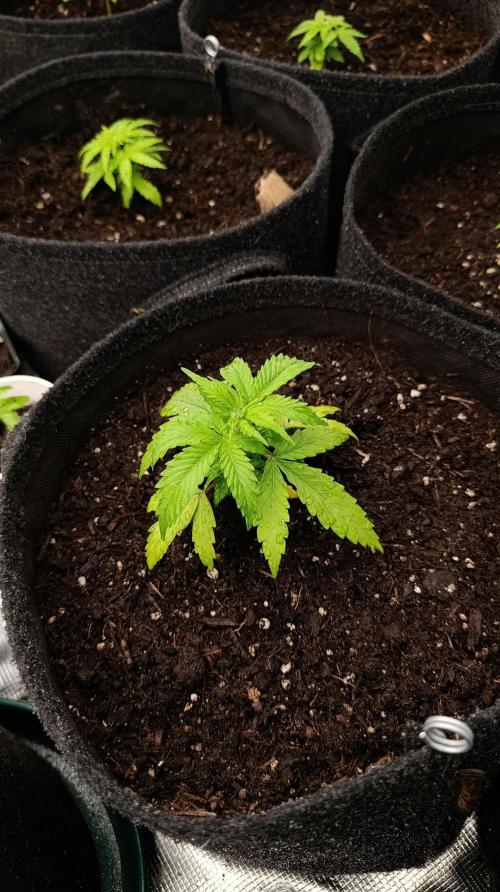Permanent Marker XXL Auto. Week 4