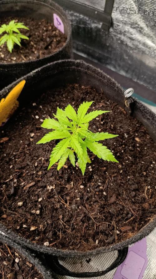 Permanent Marker XXL Auto. Week 4