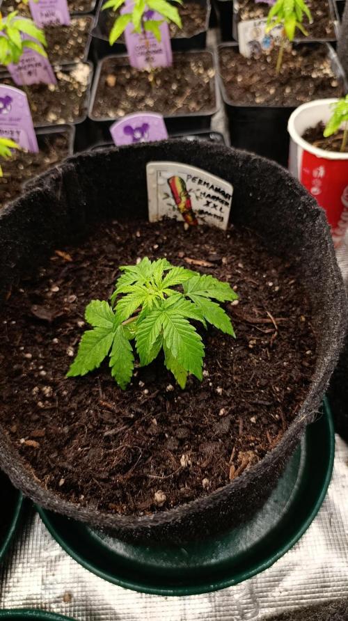 Permanent Marker XXL Auto. Week 4