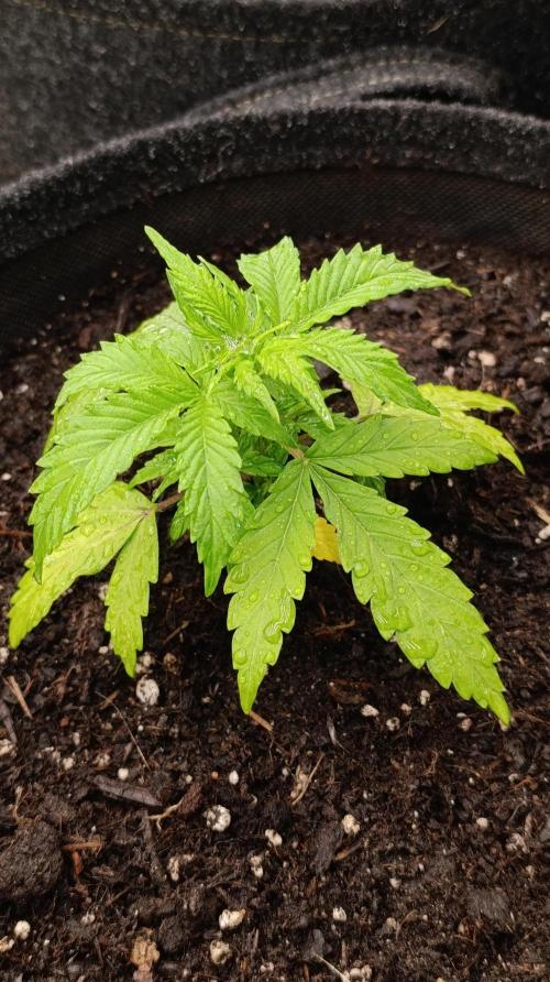 Permanent Marker XXL Auto. Week 4