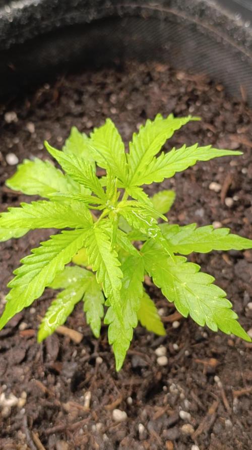 Permanent Marker XXL Auto. Week 4