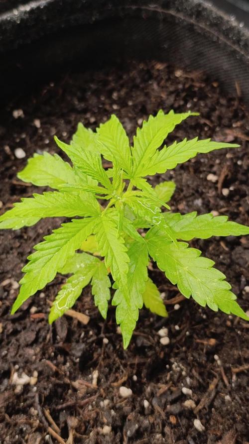 Permanent Marker XXL Auto. Week 4