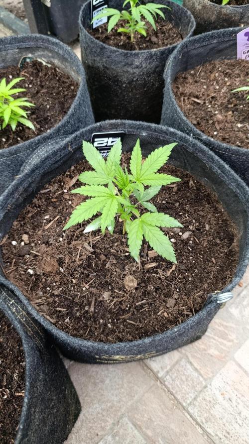 Strawberry Gorilla Rf3 Auto. Week 4