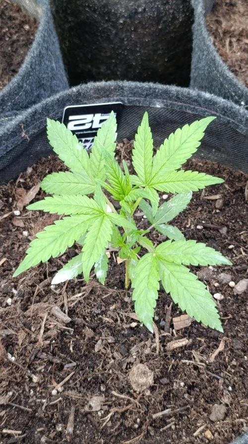 Strawberry Gorilla Rf3 Auto. Week 4